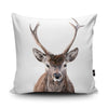 Cushion - Buck